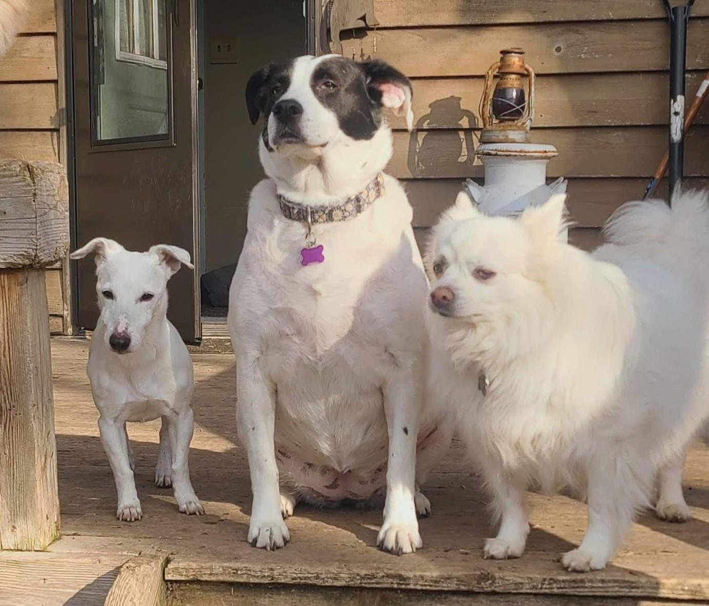 Enlarge Kaiser, a ADOPTABLE Jack Russell Terrier in Barrington, IL image 3/5