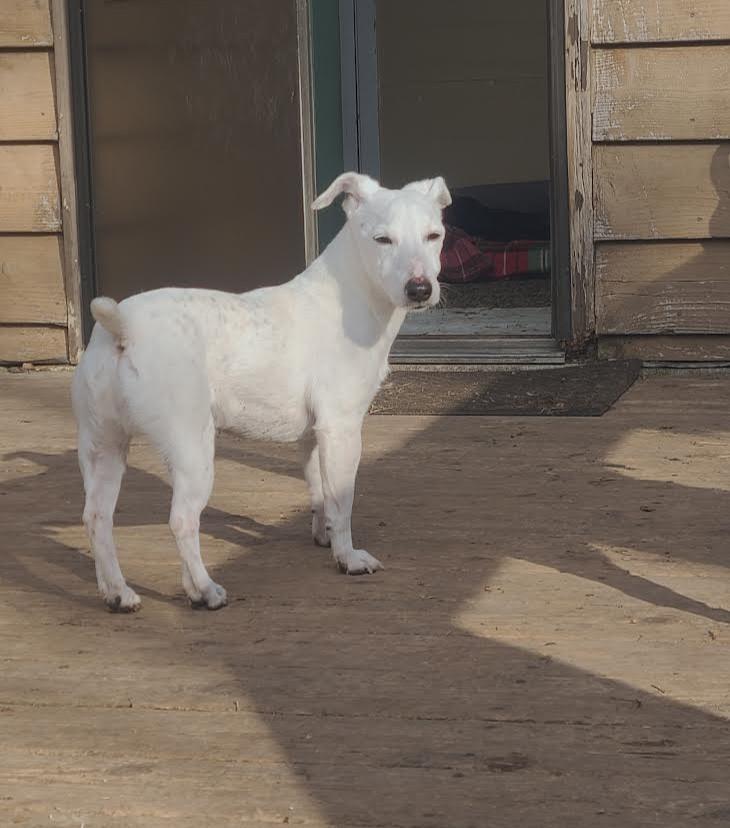 Enlarge Kaiser, a ADOPTABLE Jack Russell Terrier in Barrington, IL image 1/5
