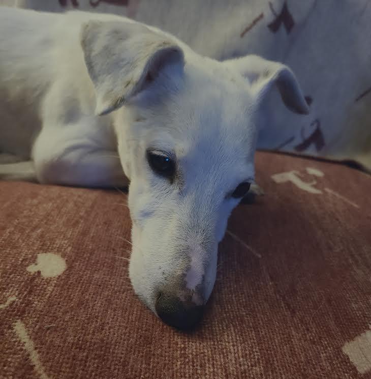 Enlarge Kaiser, a ADOPTABLE Jack Russell Terrier in Barrington, IL image 4/5