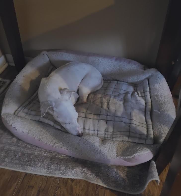 Enlarge Kaiser, a ADOPTABLE Jack Russell Terrier in Barrington, IL image 2/5