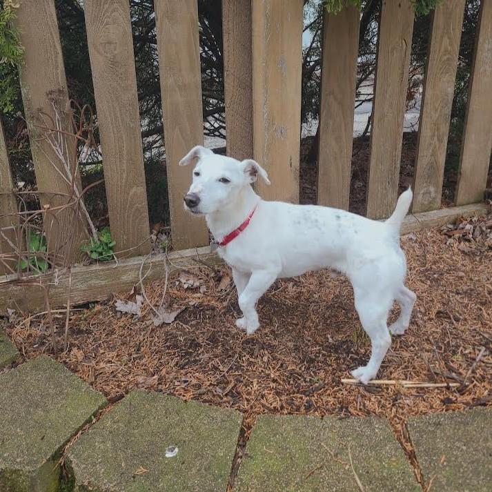 Enlarge Kaiser, a ADOPTABLE Jack Russell Terrier in Barrington, IL image 1/5