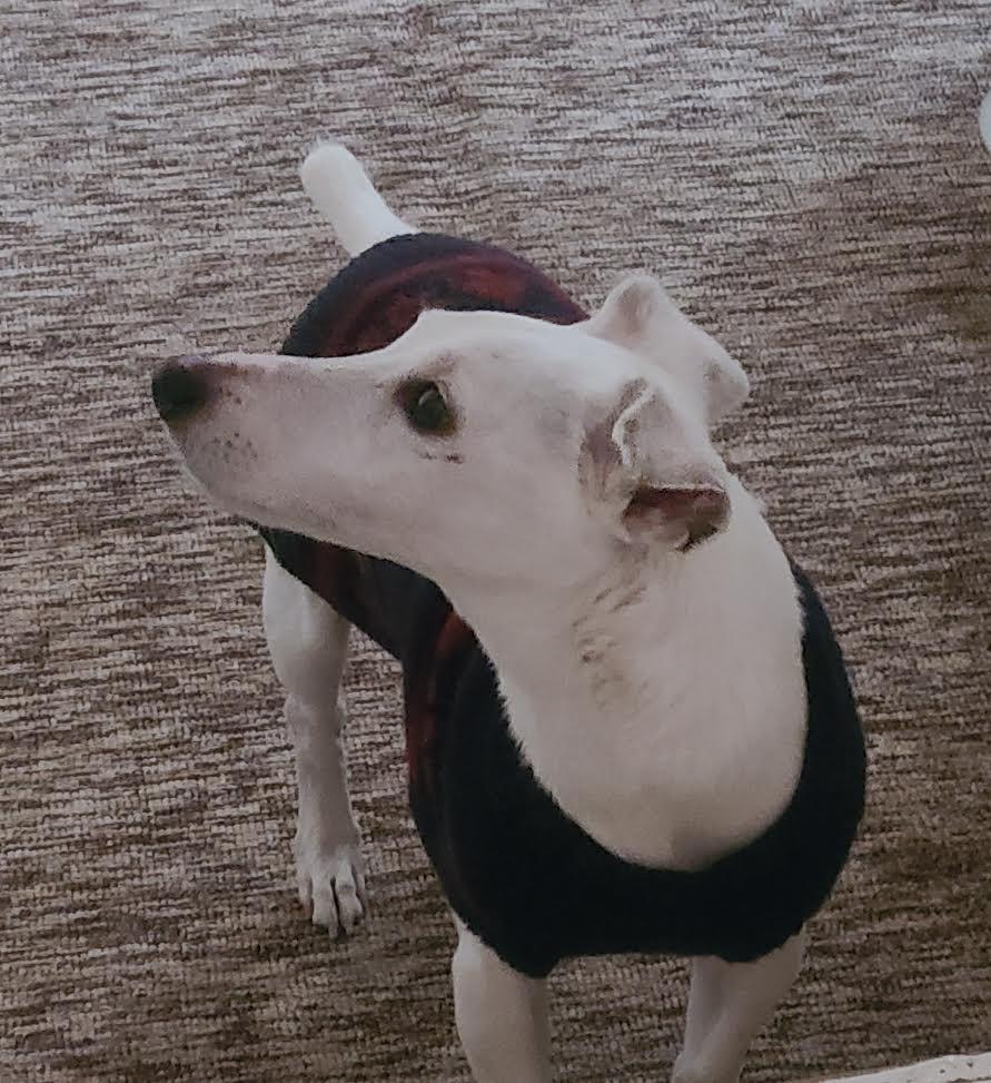 Enlarge Kaiser, a ADOPTABLE Jack Russell Terrier in Barrington, IL image 5/5