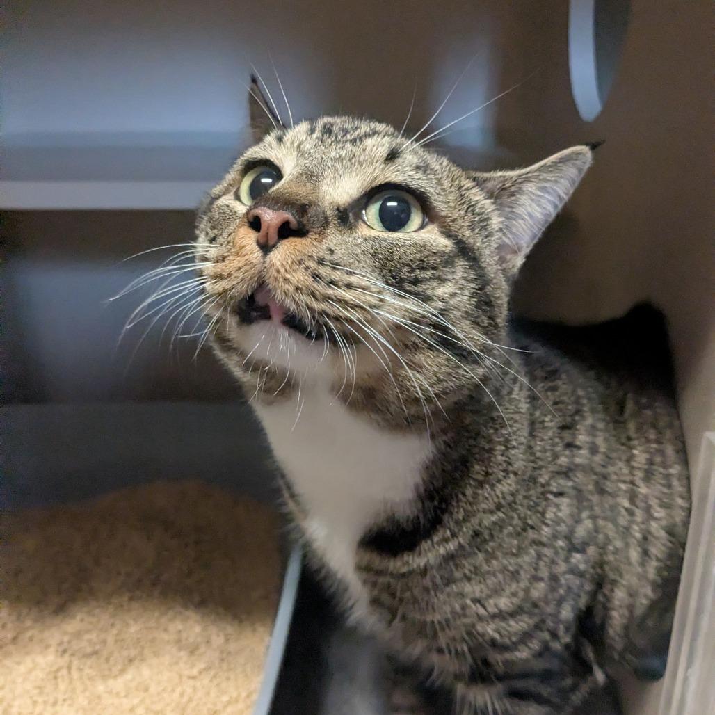 Enlarge Pequeno, a Adoptable Domestic Short Hair in Providence, RI image 1/4