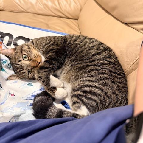 Enlarge Pequeno, a Adoptable Domestic Short Hair in Providence, RI image 2/6