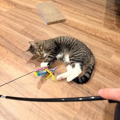 Enlarge Pequeno, a Adoptable Domestic Short Hair in Providence, RI image 3/6