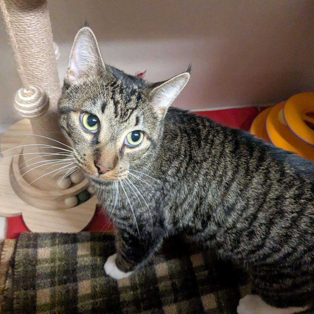 Enlarge Pequeno, a Adoptable Domestic Short Hair in Providence, RI image 2/4