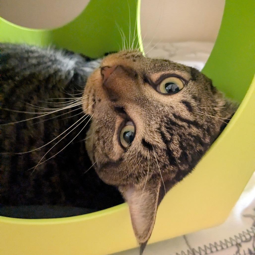 Enlarge Pequeno, a Adoptable Domestic Short Hair in Providence, RI image 3/4