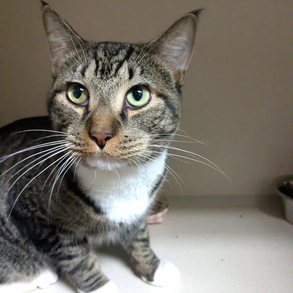 Enlarge Pequeno, a Adoptable Domestic Short Hair in Providence, RI image 4/4