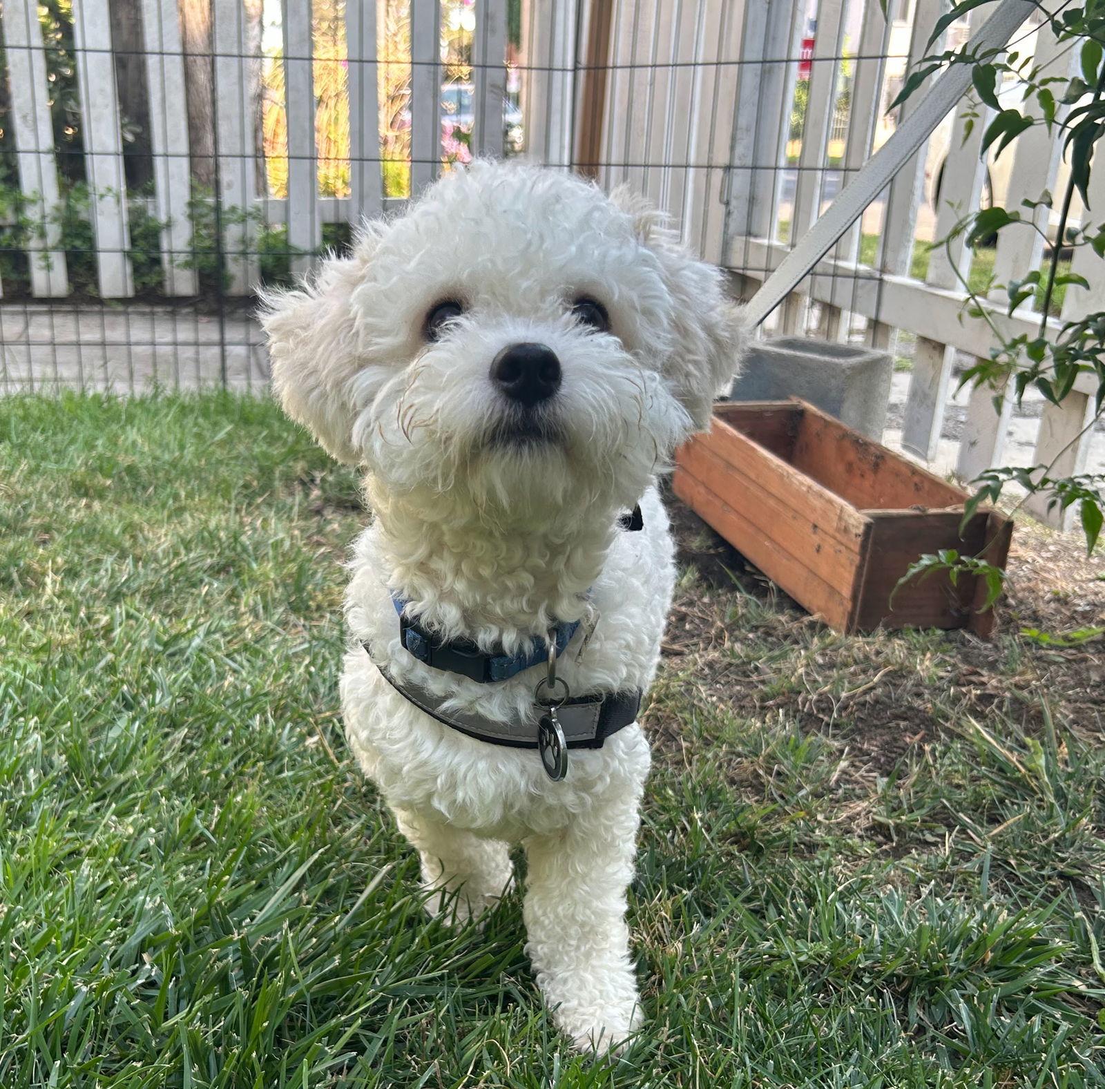Enlarge Humphery, a Adopted Poodle in Portland, OR image 2/2