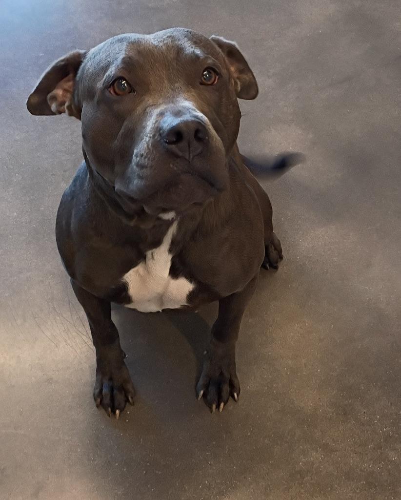 Natalia, Adoptable, Adult Female Pit Bull Terrier.