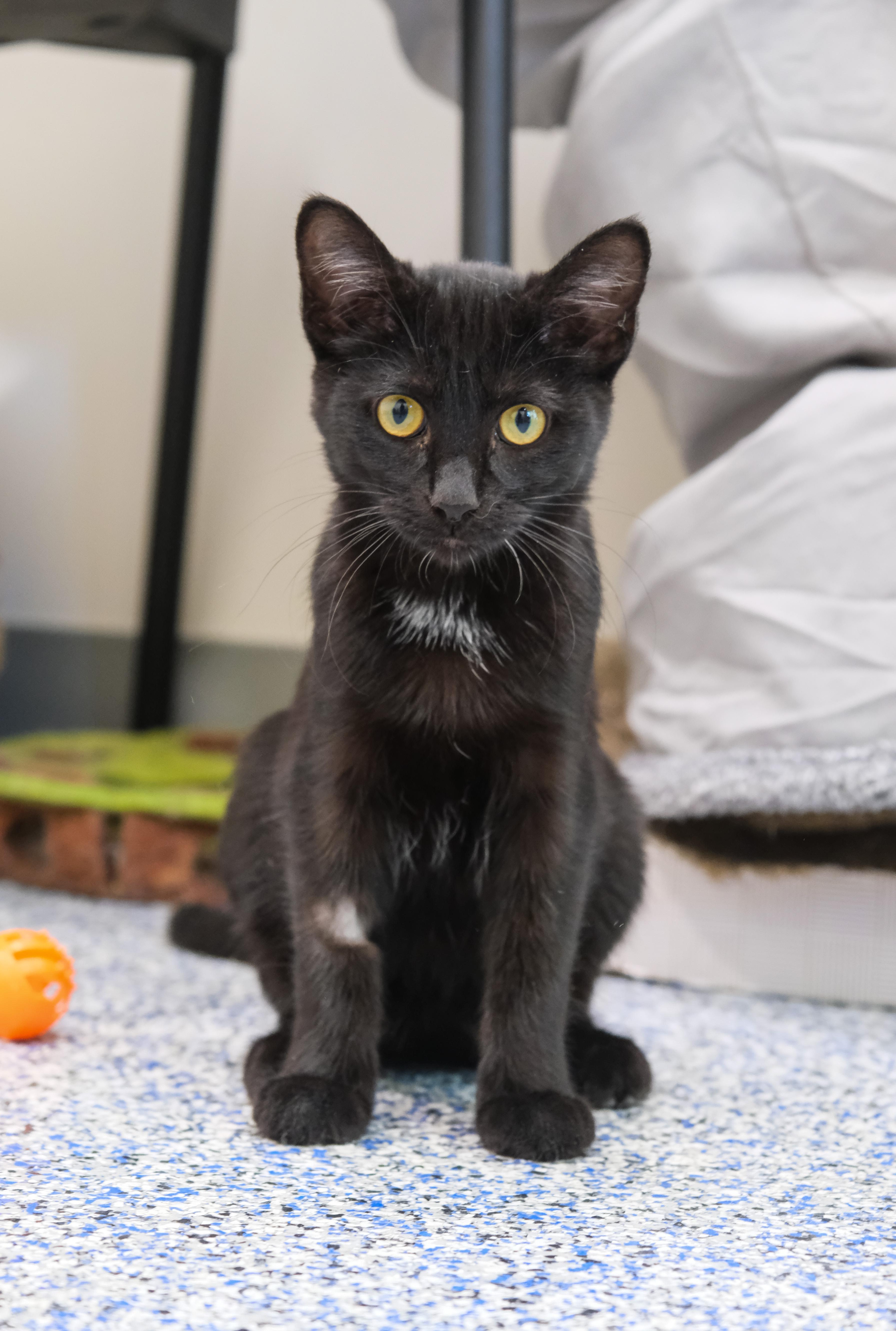 Enlarge Licorice, a ADOPTABLE mixed breed in Newport Beach, CA image 5/5
