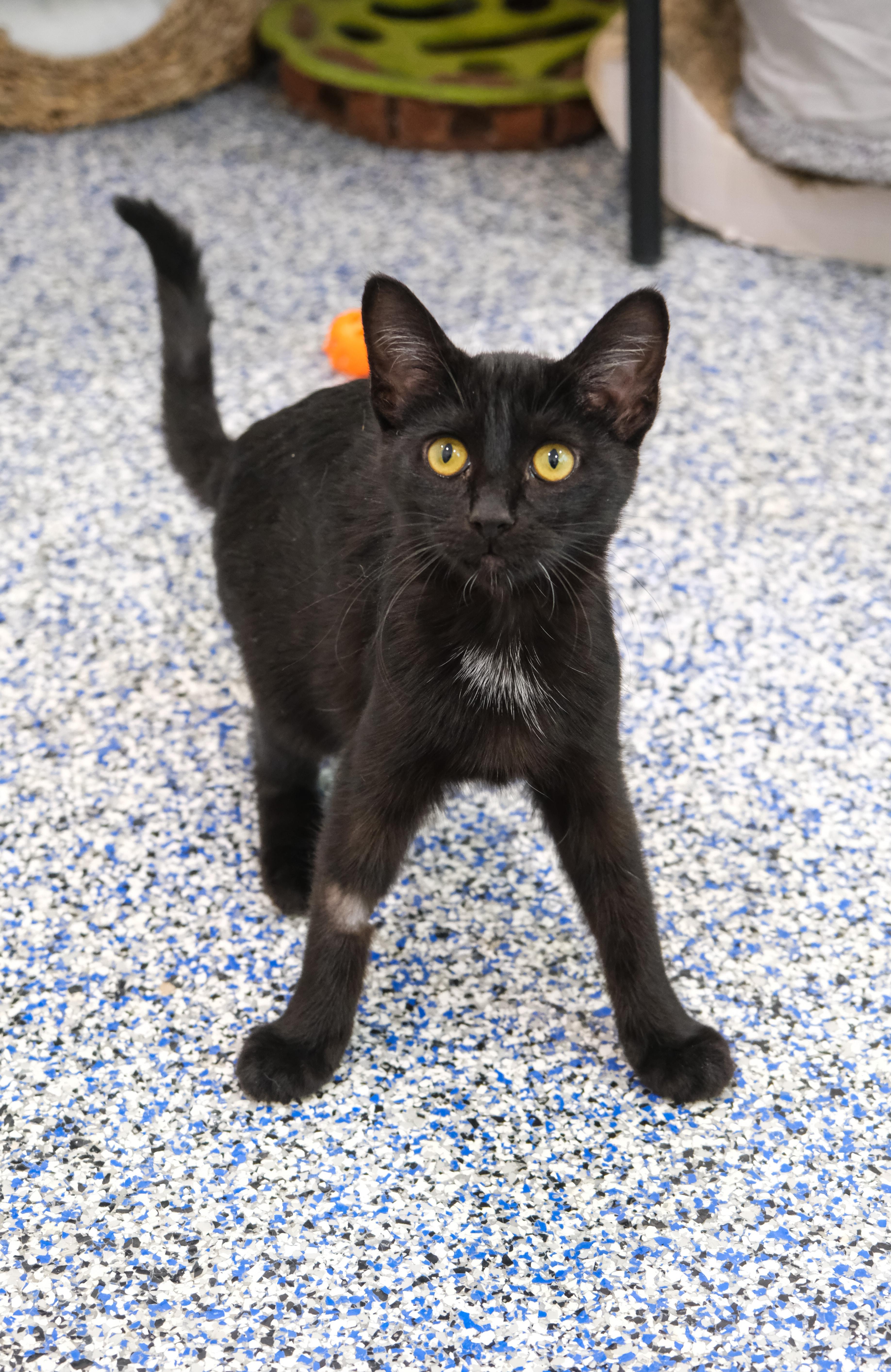 Enlarge Licorice, a ADOPTABLE mixed breed in Newport Beach, CA image 2/5