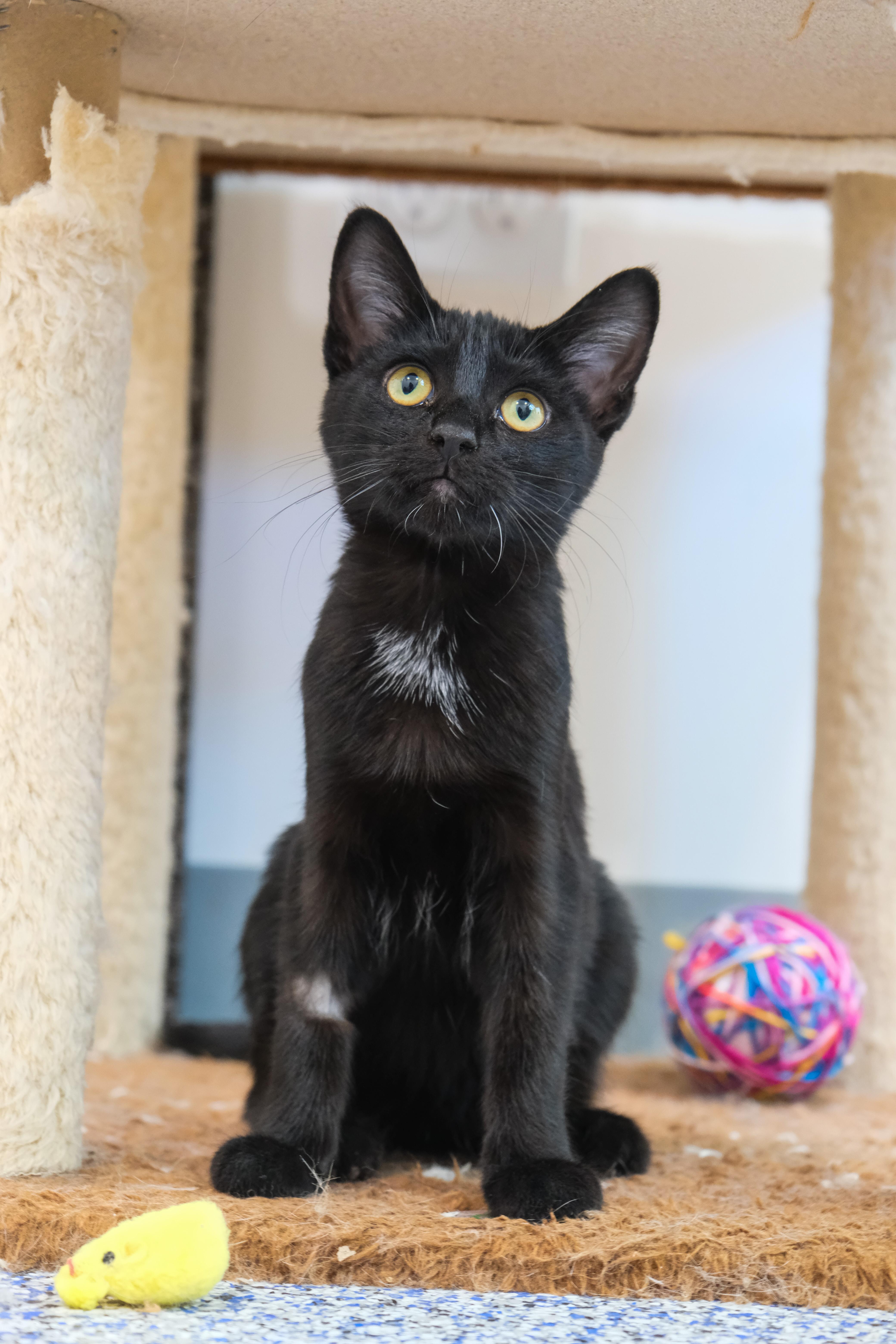 Licorice, ADOPTABLE, Kitten Female Domestic Short Hair.