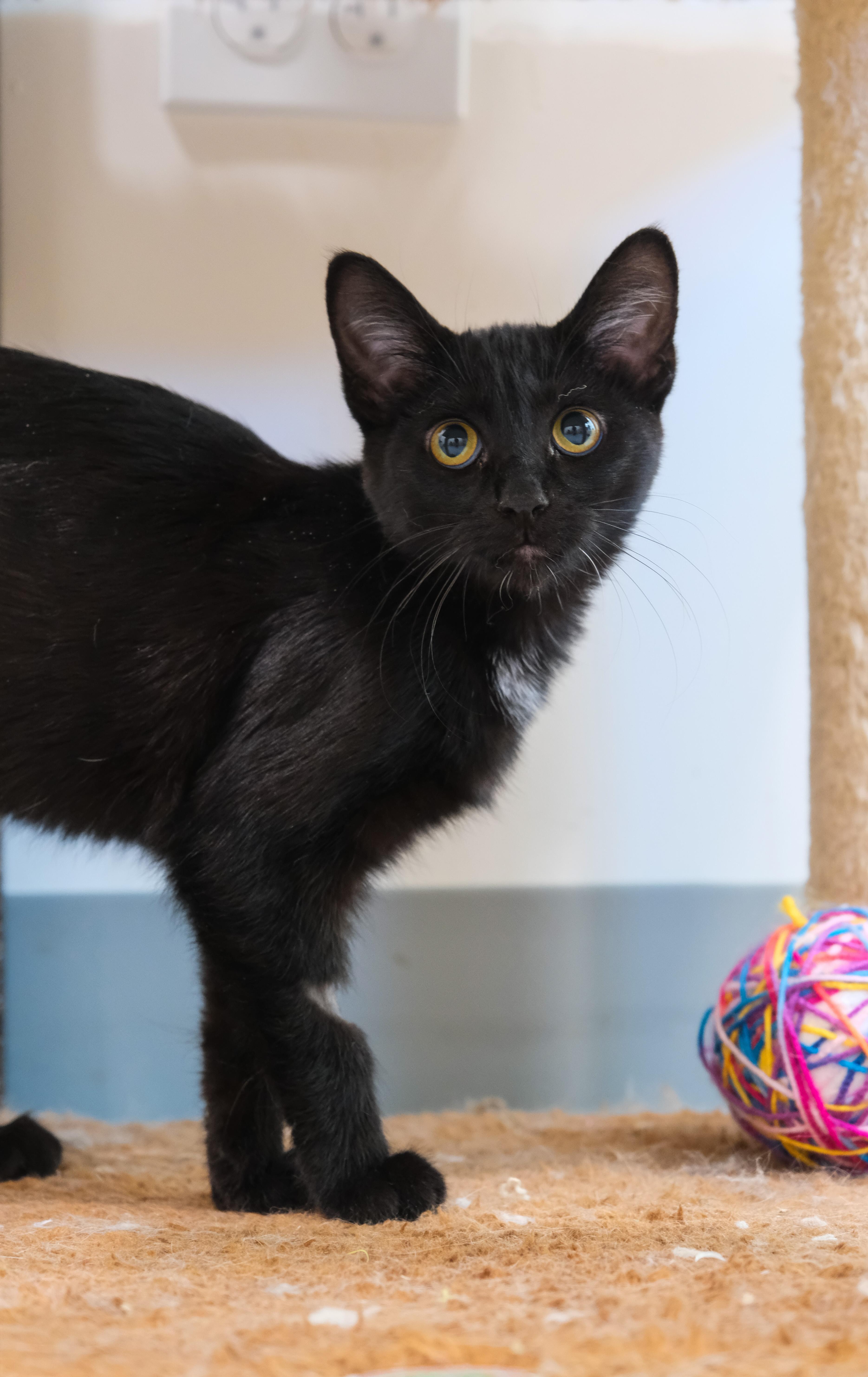 Enlarge Licorice, a ADOPTABLE mixed breed in Newport Beach, CA image 3/5