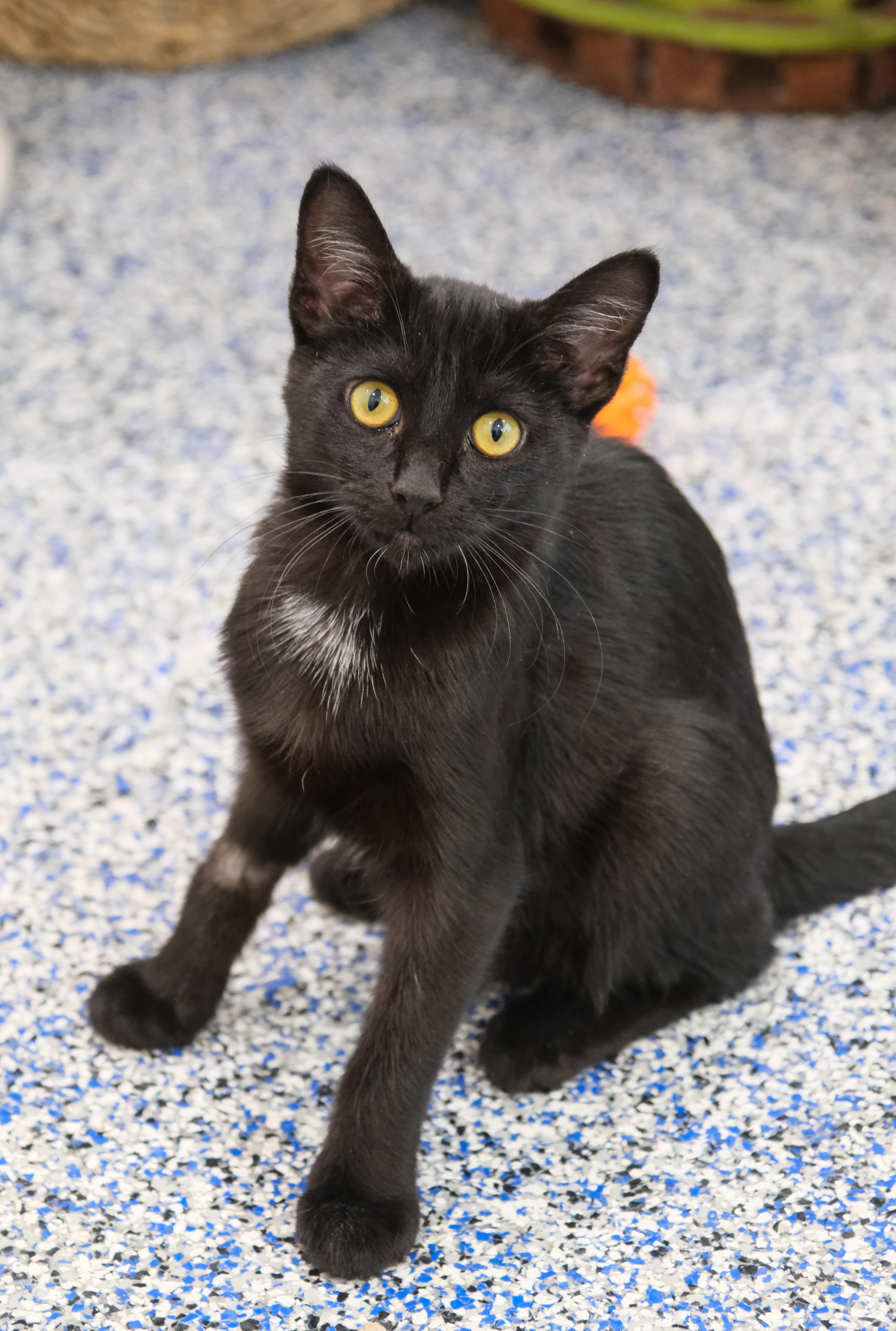 Enlarge Licorice, a ADOPTABLE mixed breed in Newport Beach, CA image 4/5