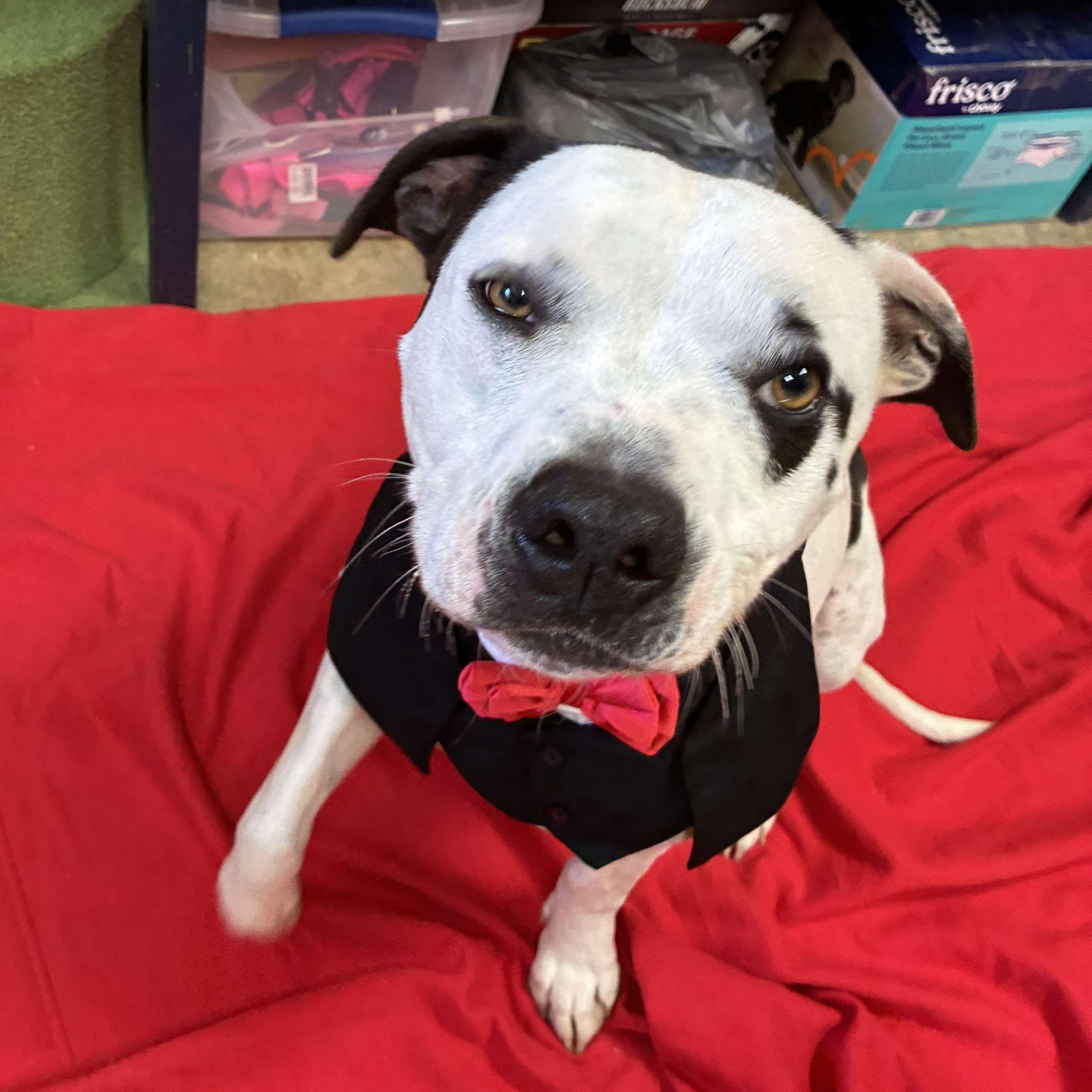 Rhino, a Adoptable Pit Bull Terrier in Petersburg, IL image 5/6