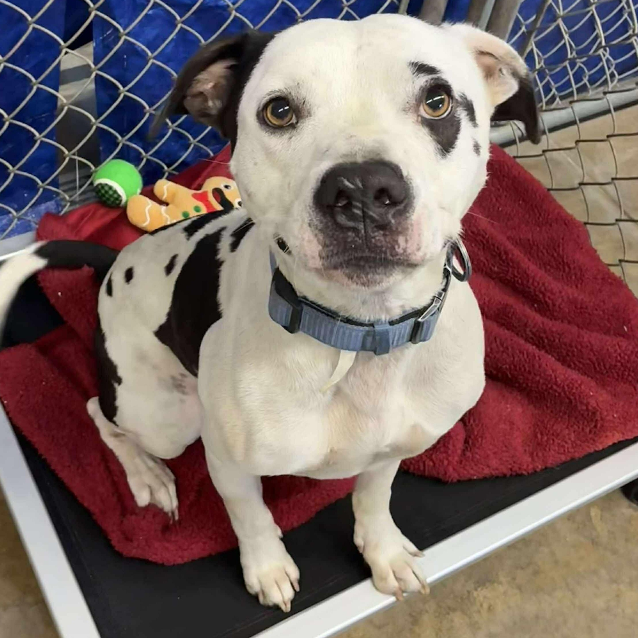 Rhino, a Adoptable Pit Bull Terrier in Petersburg, IL image 2/6