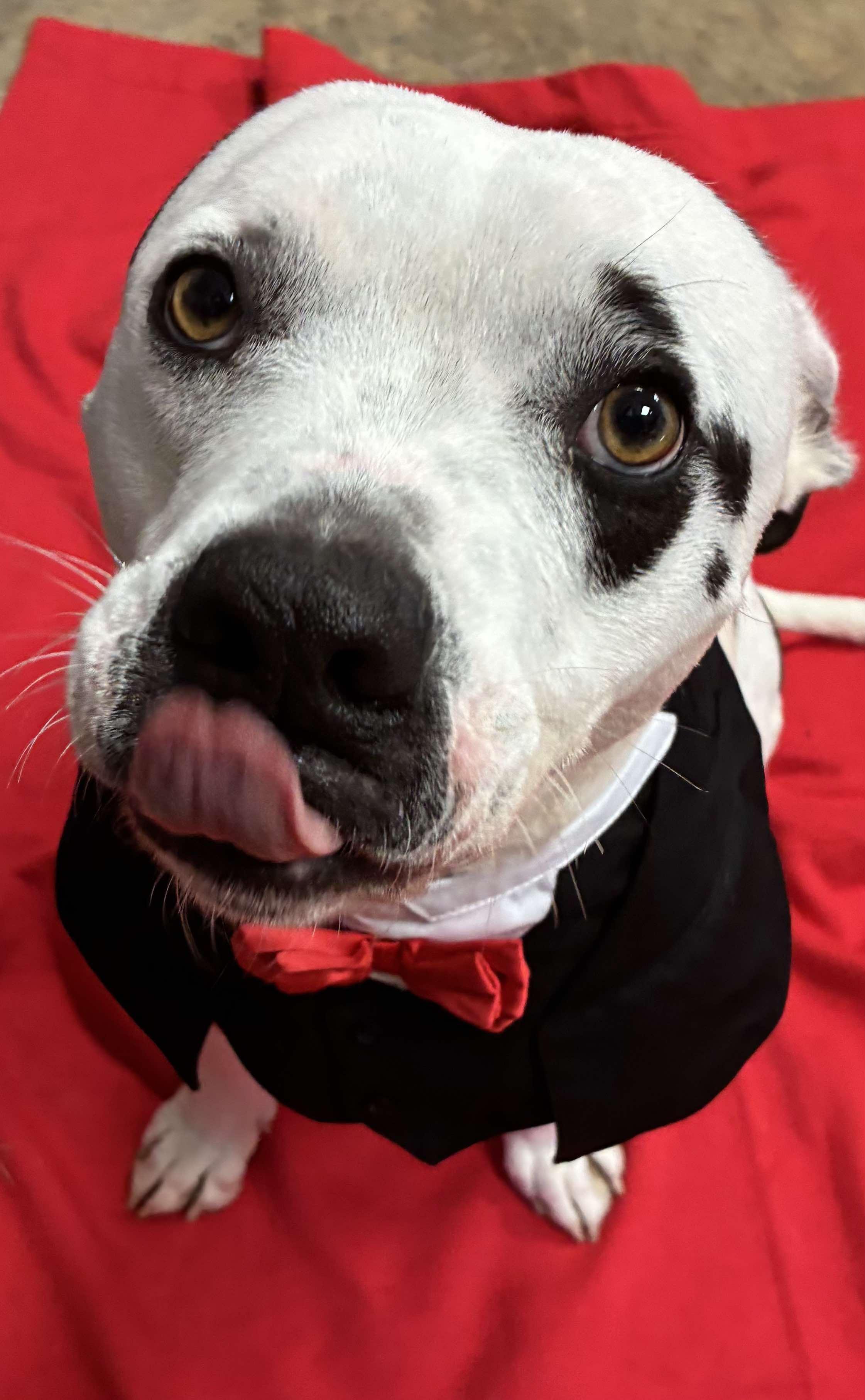 Rhino, a Adoptable Pit Bull Terrier in Petersburg, IL image 3/6