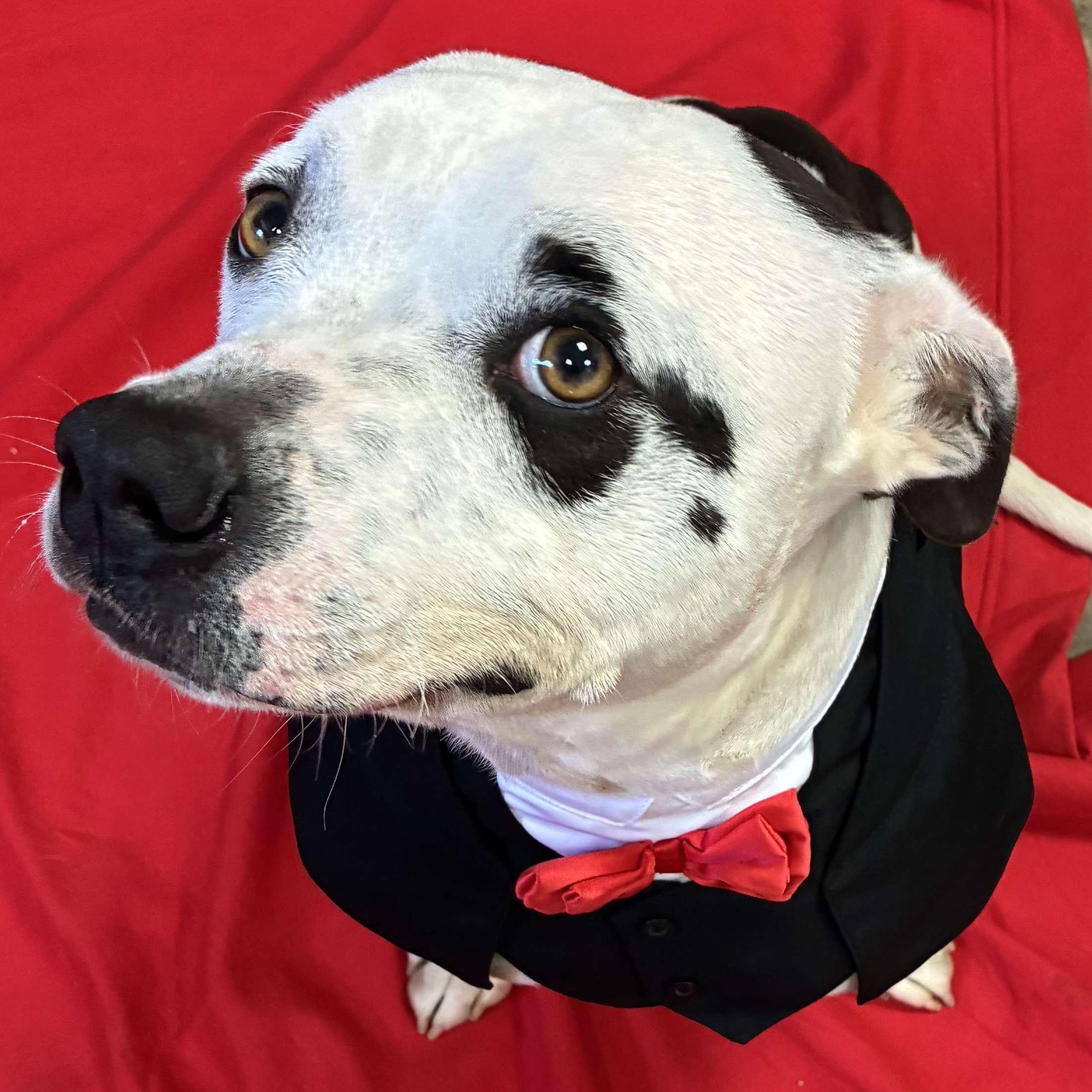 Rhino, a Adoptable Pit Bull Terrier in Petersburg, IL image 1/6