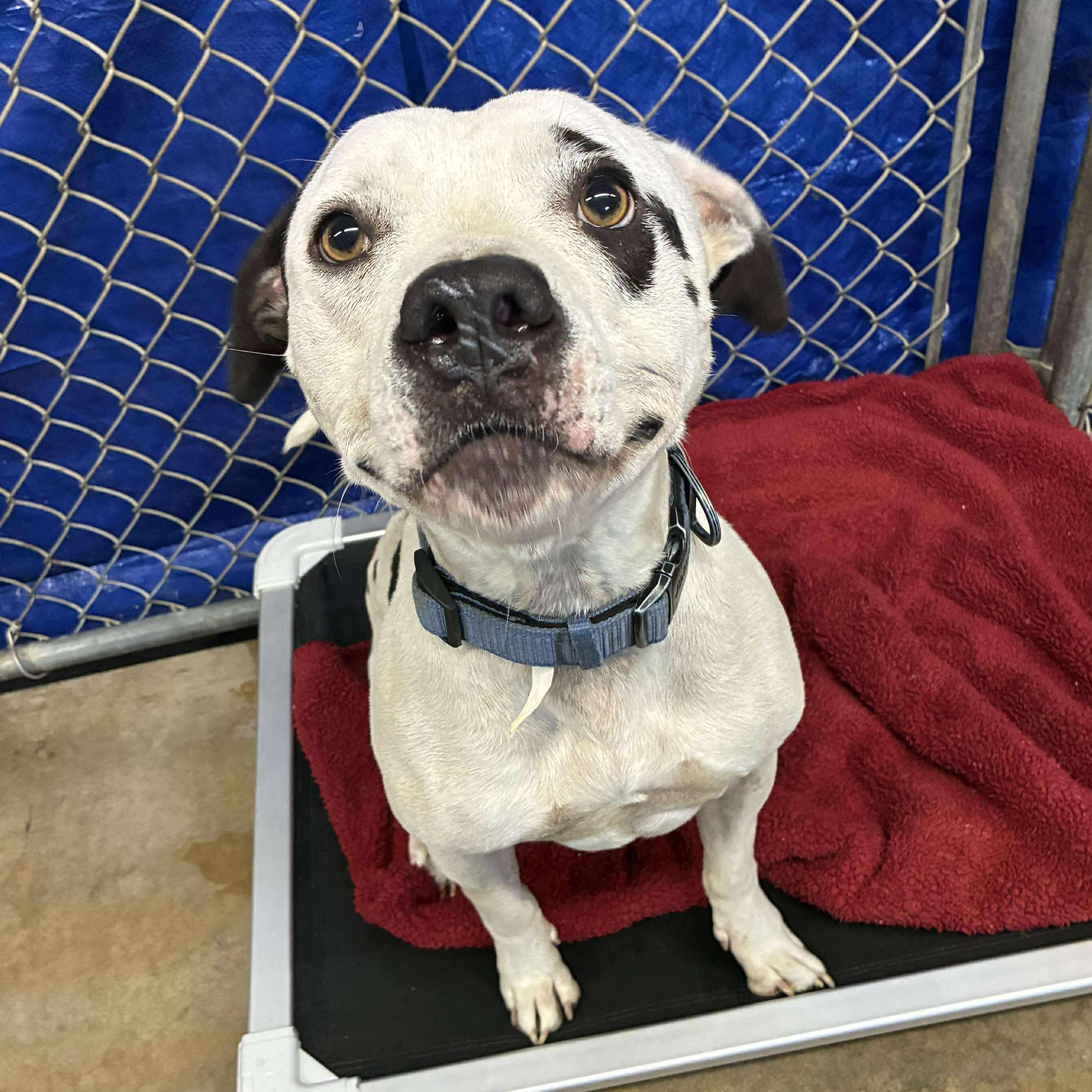 Rhino, a Adoptable Pit Bull Terrier in Petersburg, IL image 4/6