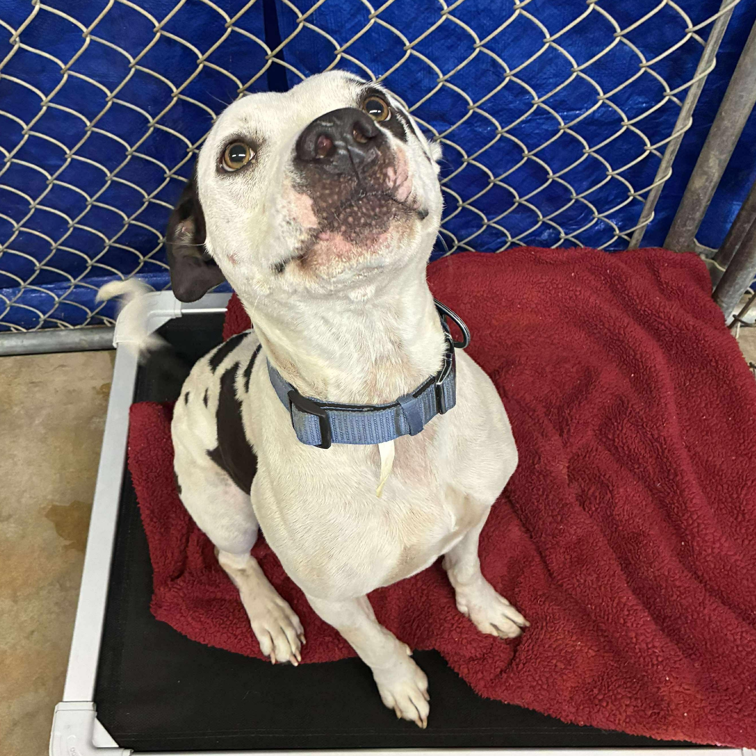 Rhino, a Adoptable Pit Bull Terrier in Petersburg, IL image 6/6