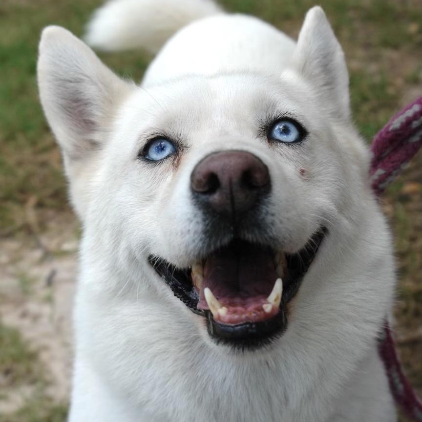 Bonita, Adoptable, Adult Female Husky.