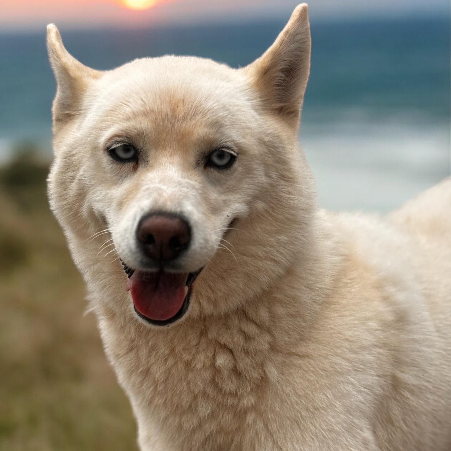 Bonita, a Adoptable mixed breed in Bryan, TX image 2/6