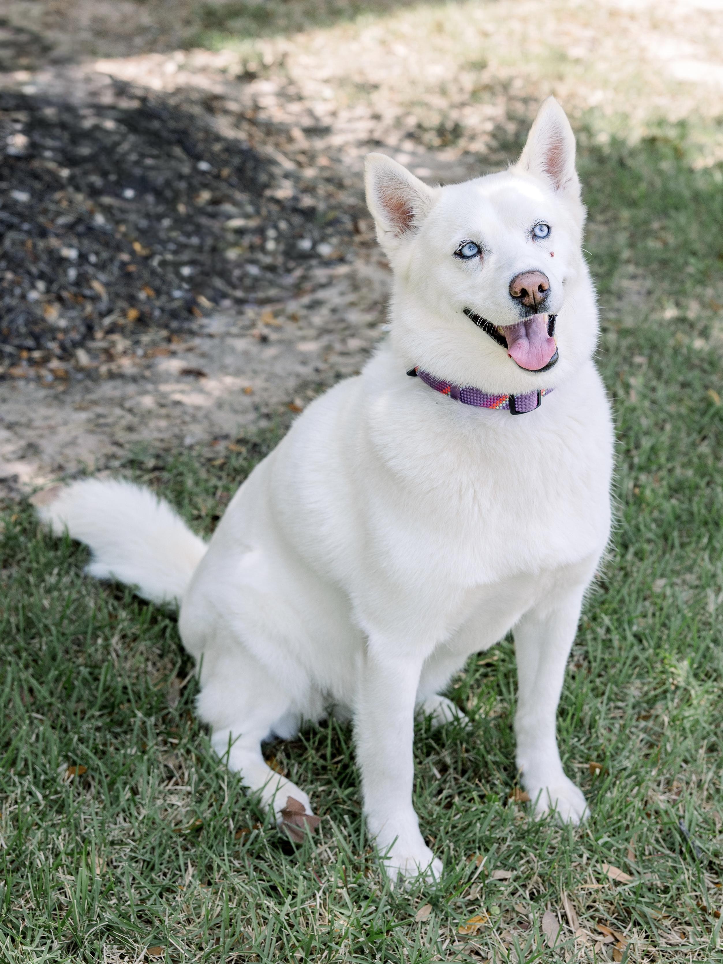 Enlarge Bonita, a Adoptable mixed breed in Bryan, TX image 2/5
