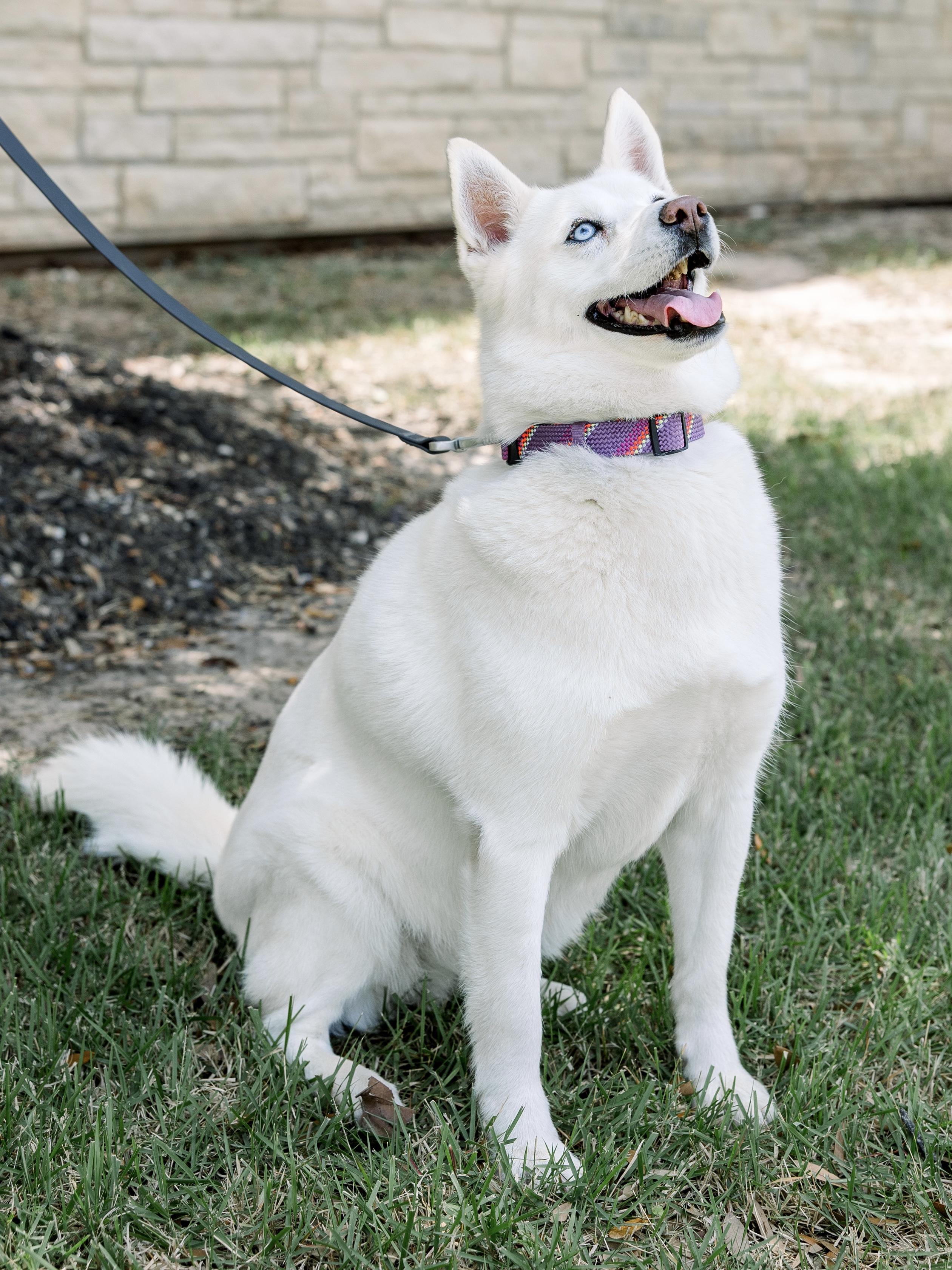 Enlarge Bonita, a Adoptable mixed breed in Bryan, TX image 4/5