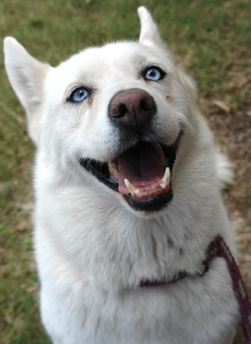 Bonita, a Adoptable mixed breed in Bryan, TX image 3/6