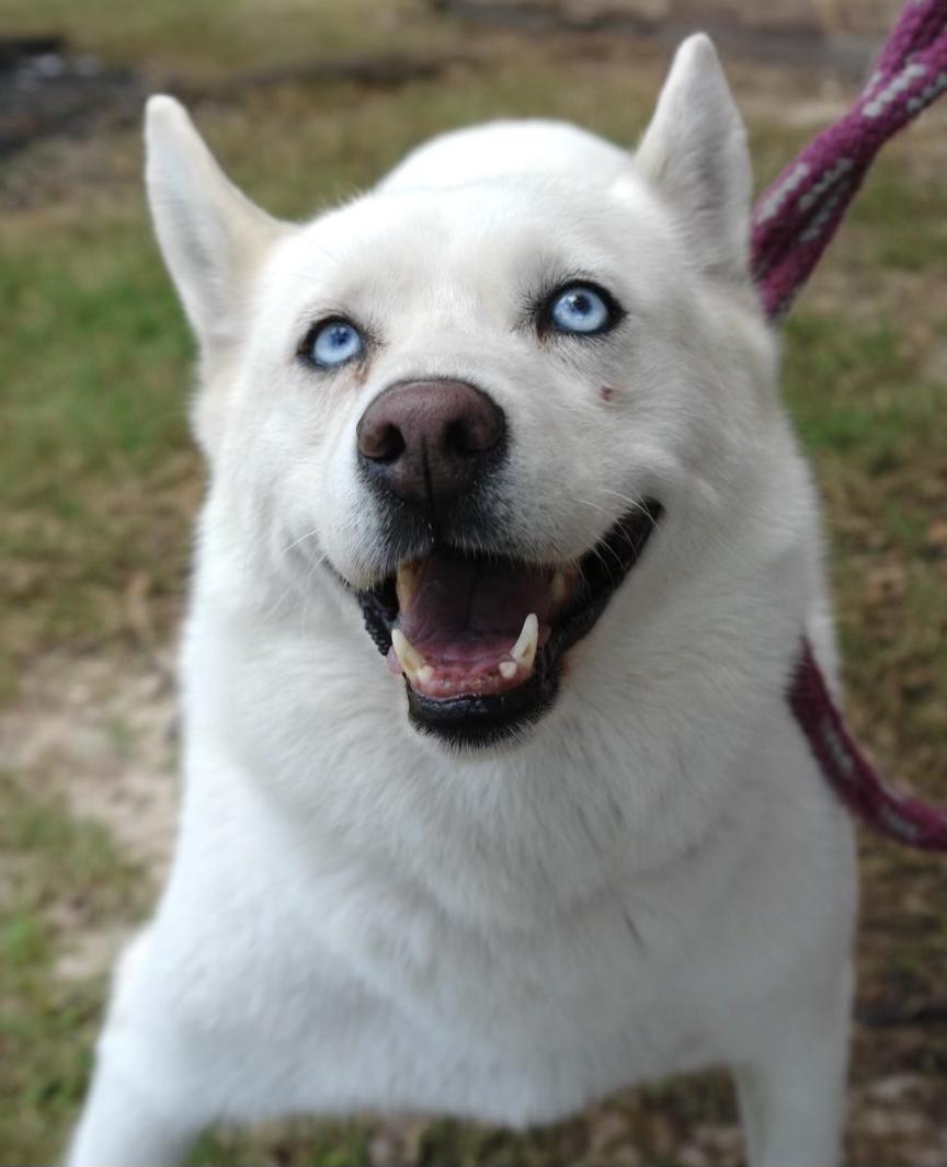 Bonita, a Adoptable mixed breed in Bryan, TX image 4/6