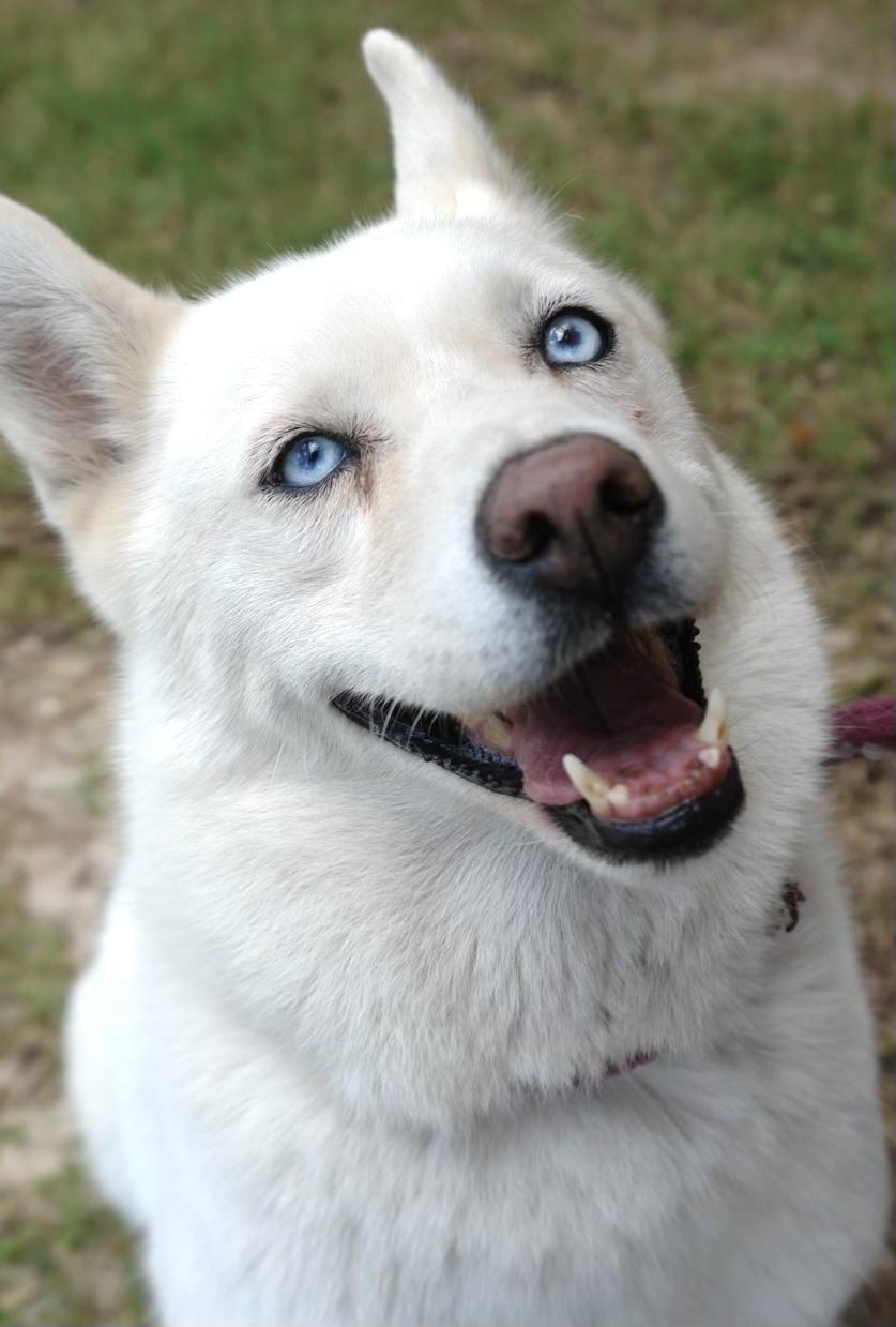 Bonita, a Adoptable mixed breed in Bryan, TX image 5/6