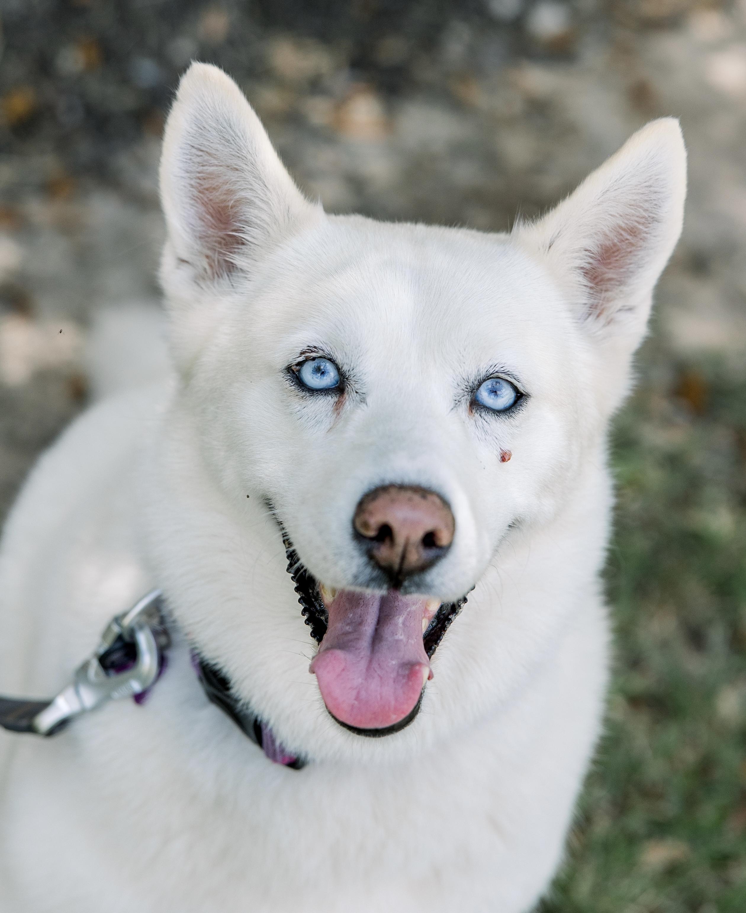 Enlarge Bonita, a Adoptable mixed breed in Bryan, TX image 3/5