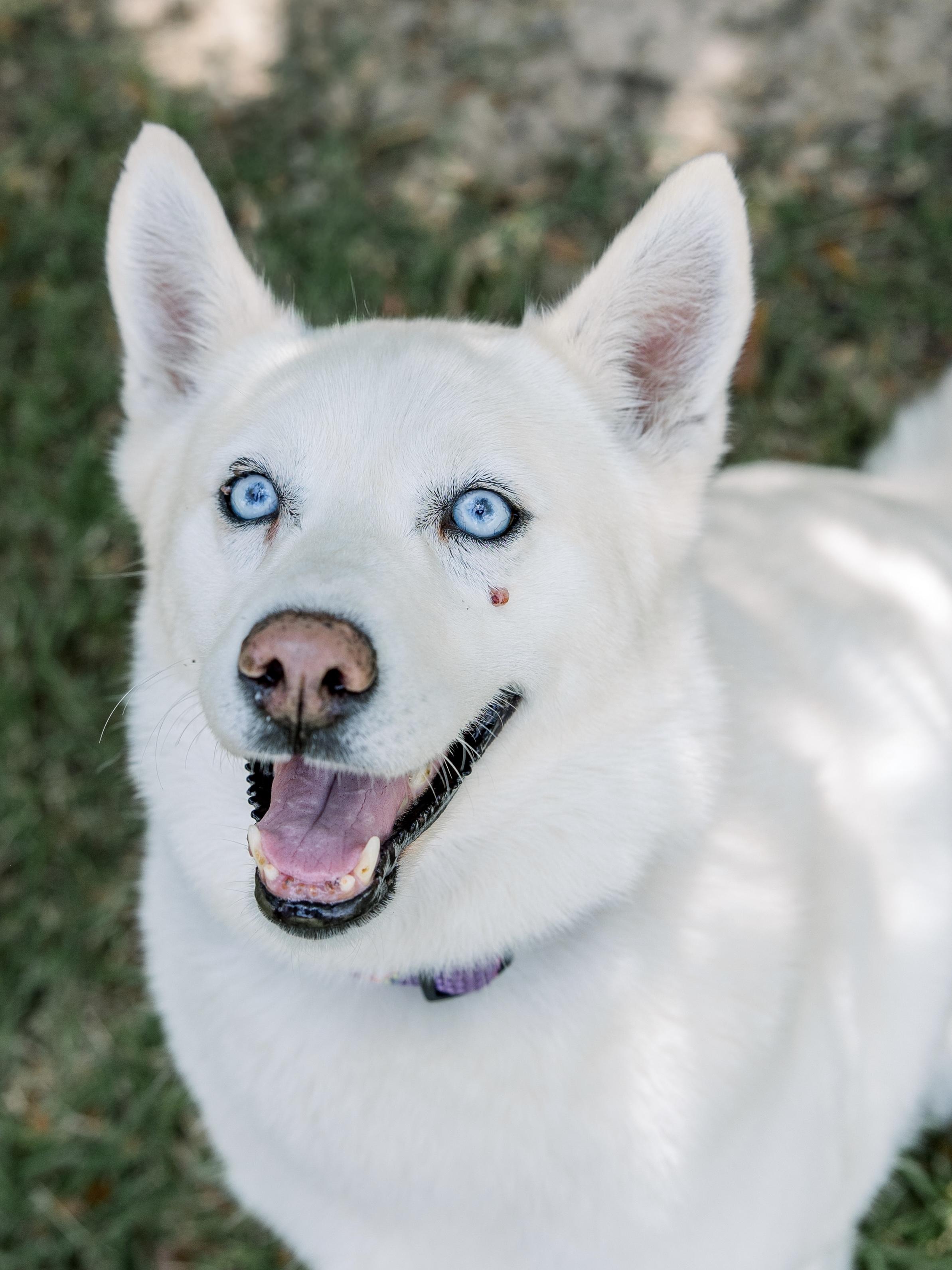 Bonita, Adoptable, Adult Female Husky.