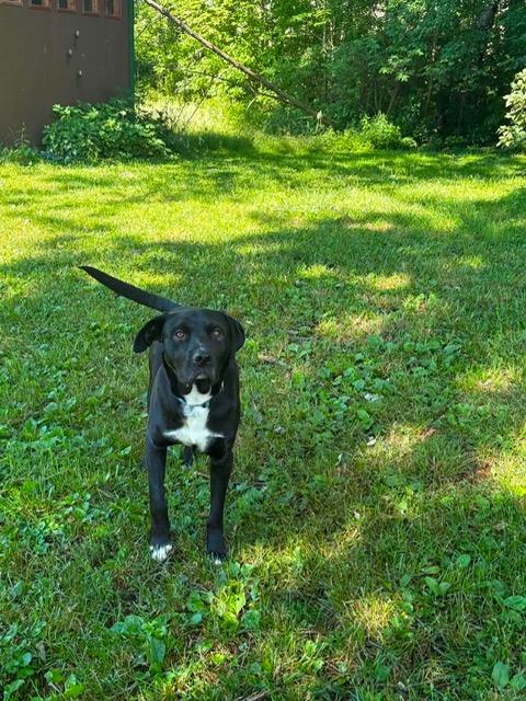 Skunk, an adopted mixed breed in East Amherst, NY image 1/3