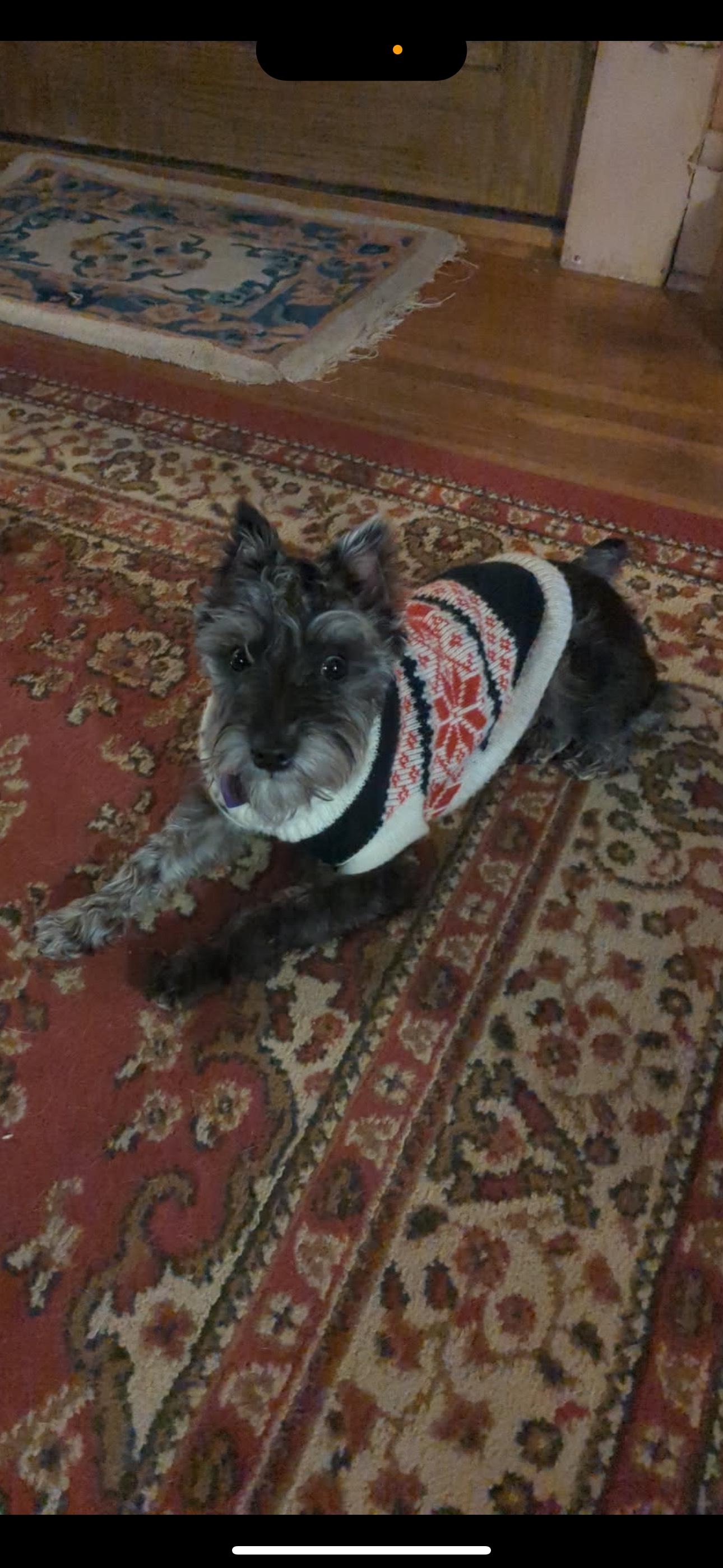 Enlarge Maggie May, a ADOPTABLE Miniature Schnauzer in Zanesville, OH image 1/3