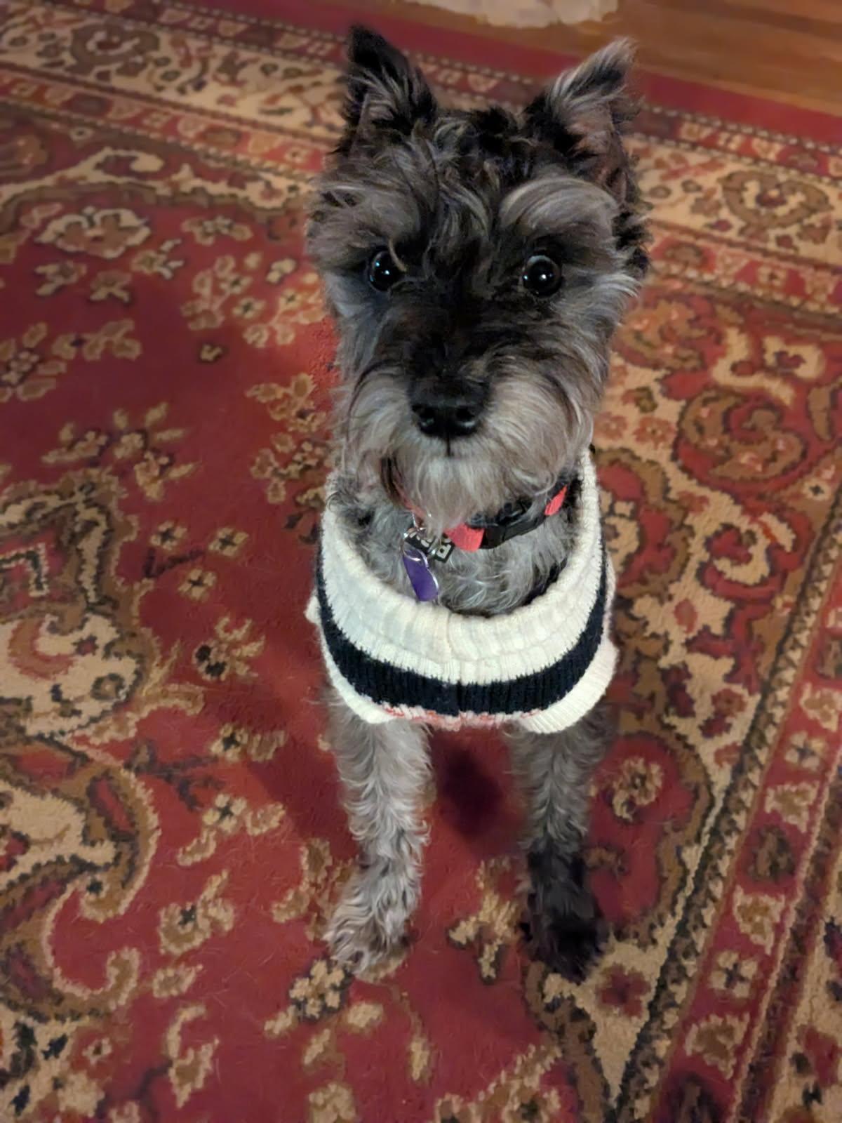 Enlarge Maggie May, a ADOPTABLE Miniature Schnauzer in Zanesville, OH image 2/3