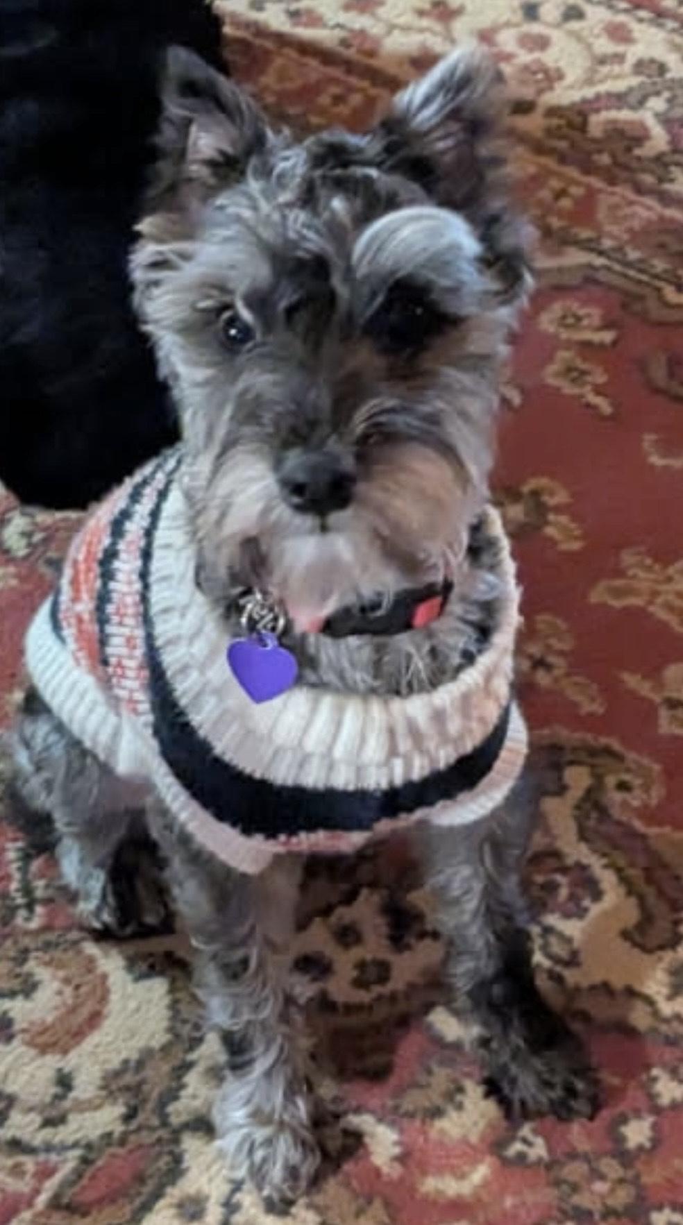 Enlarge Maggie May, a ADOPTABLE Miniature Schnauzer in Zanesville, OH image 3/3