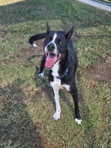 Ralphie, Adoptable, Adult Male McNab & Mixed Breed.