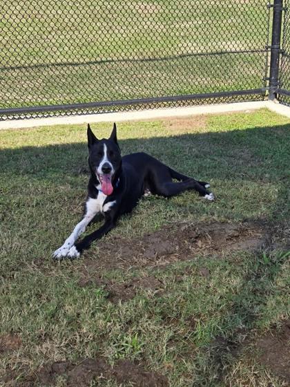 Enlarge Ralphie, a Adoptable mixed breed in Daphne, AL image 2/2