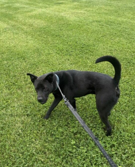 Enlarge Knight, a Adoptable mixed breed in Williamsburg, IA image 1/1