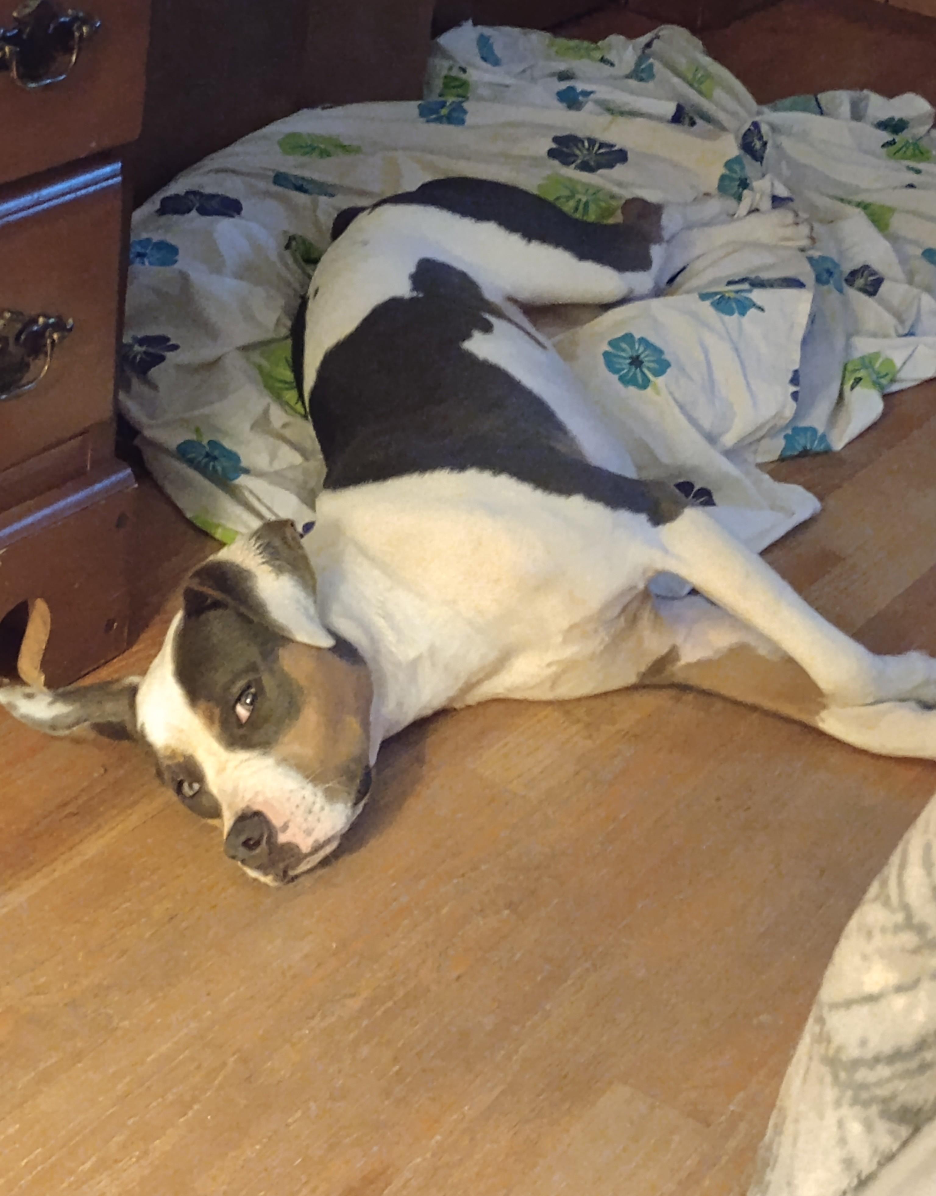 Freesia, a Adoptable mixed breed in Huntington, WV image 2/3