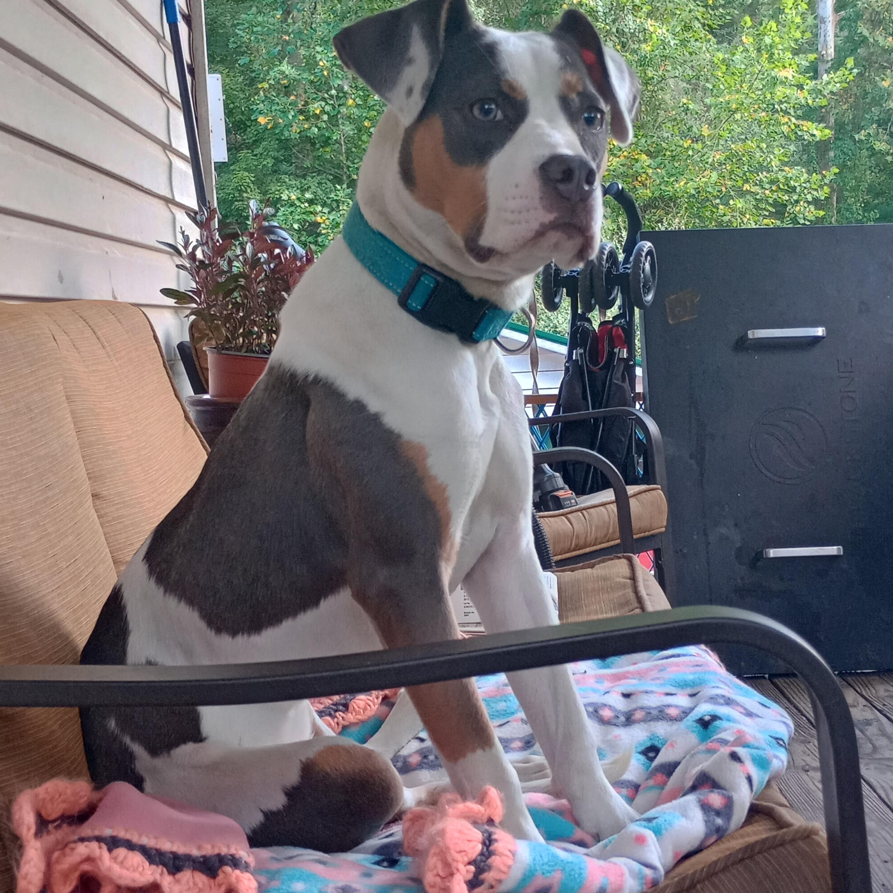 Freesia, Young Female Pit Bull Terrier