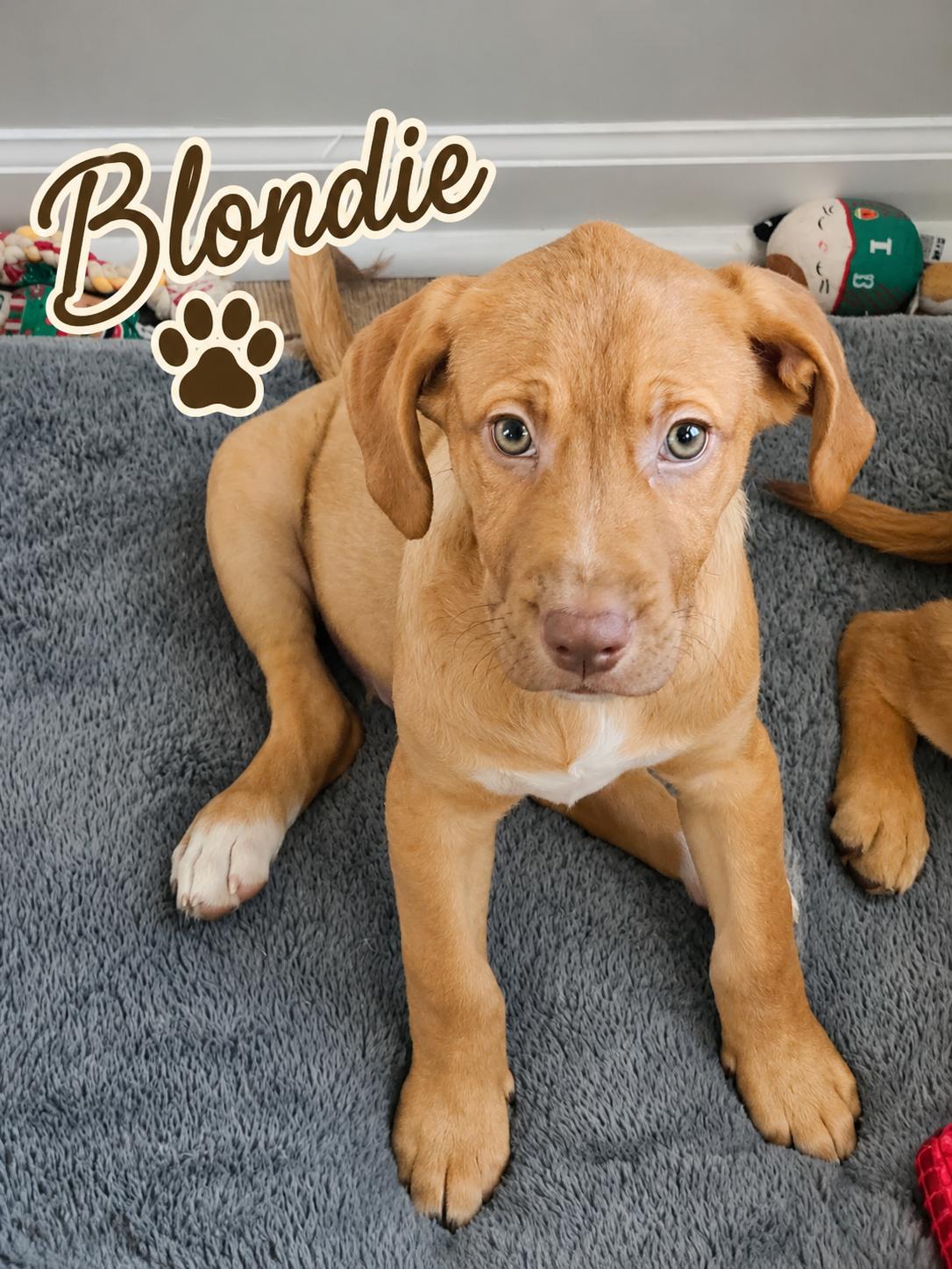 Blondie, adopted, Puppy Female Labrador Retriever.