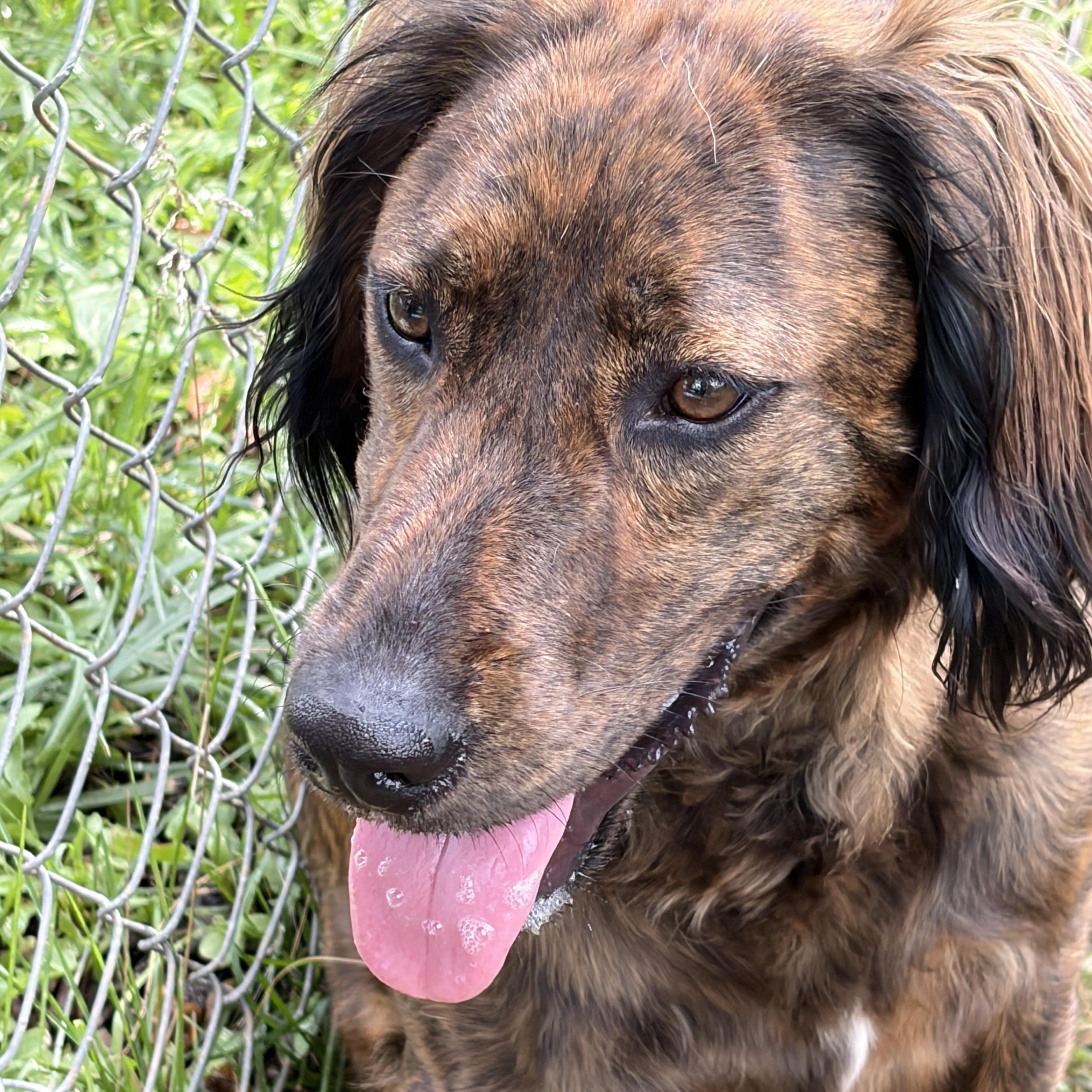 Remi, a ADOPTABLE mixed breed in Lancaster, SC image 2/4