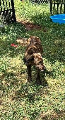 Remey, ADOPTABLE, Young Male Mixed Breed.