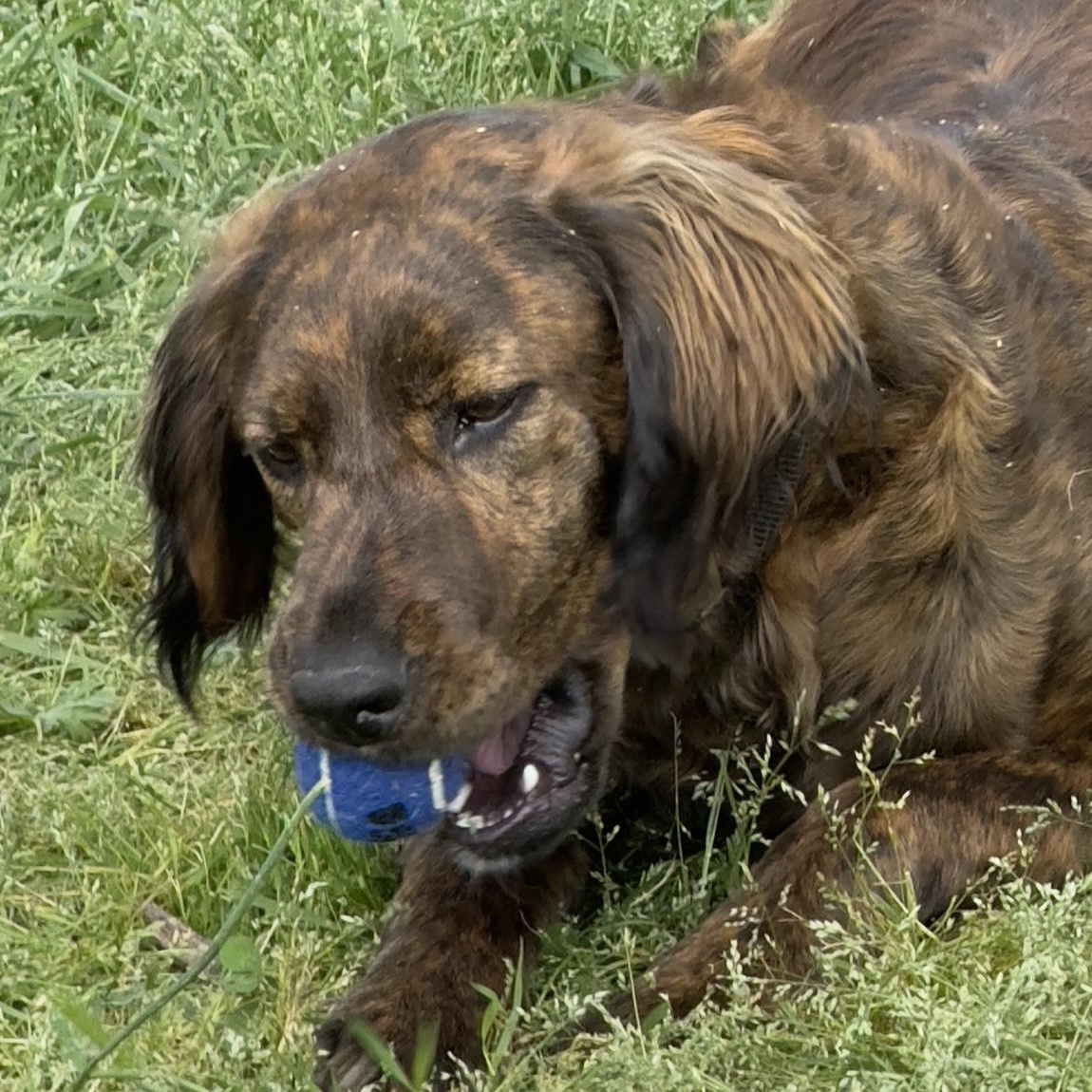 Remi, a ADOPTABLE mixed breed in Lancaster, SC image 4/4