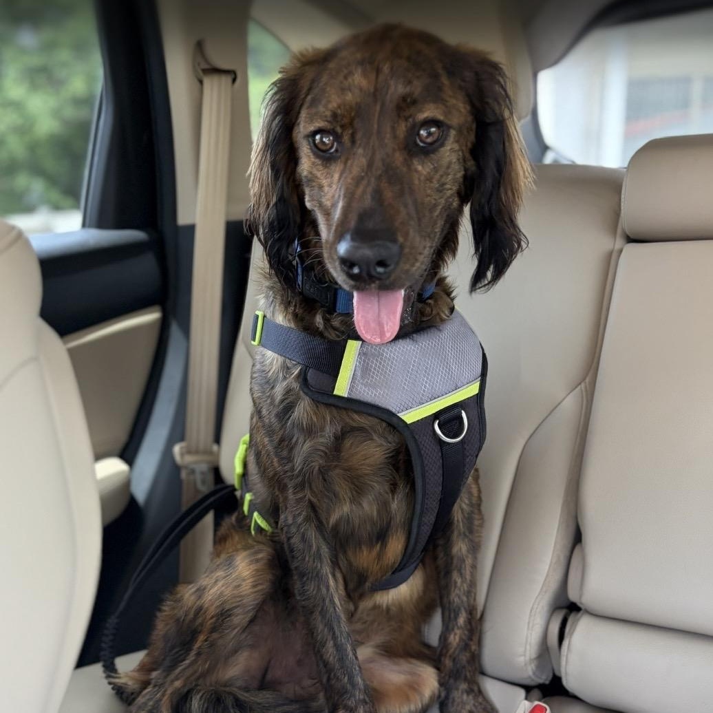 Remi, a ADOPTABLE mixed breed in Lancaster, SC image 1/4