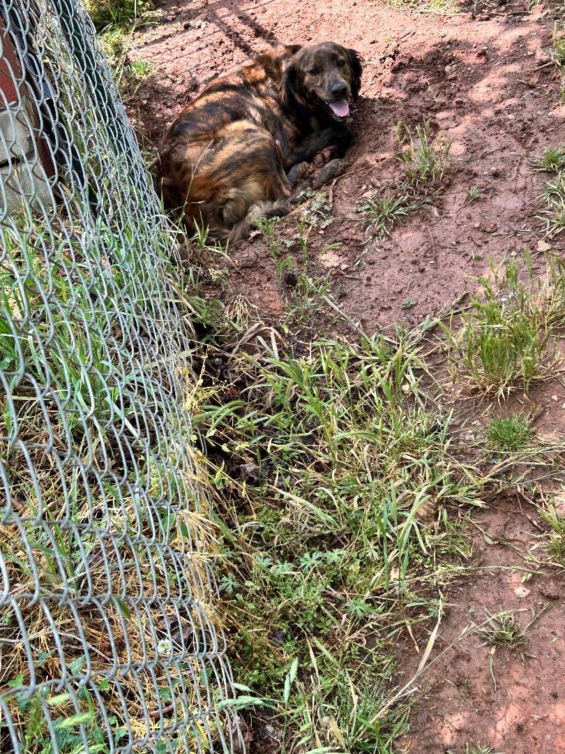 Remey, a ADOPTABLE mixed breed in Lancaster, SC image 2/2