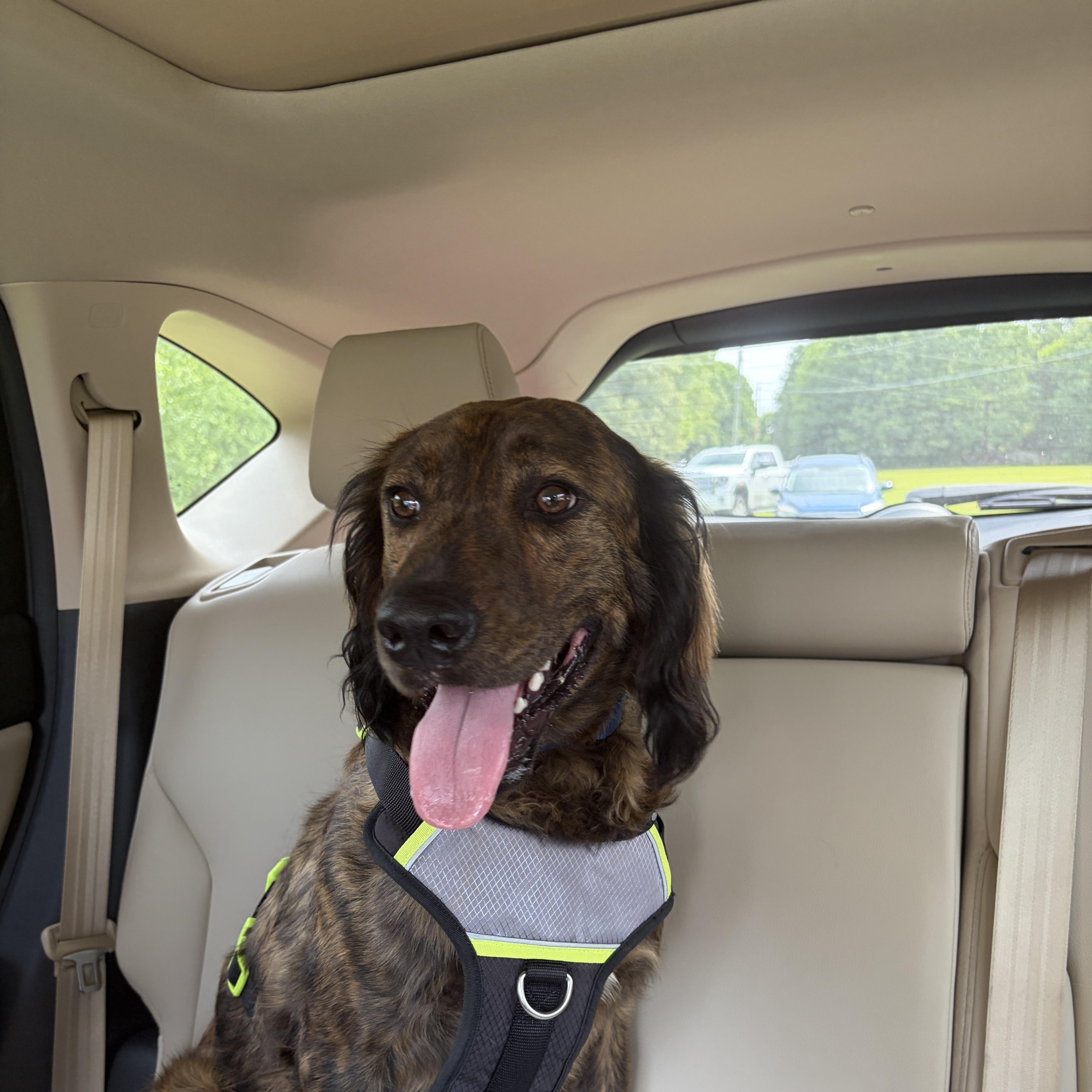Remi, a ADOPTABLE mixed breed in Lancaster, SC image 3/4